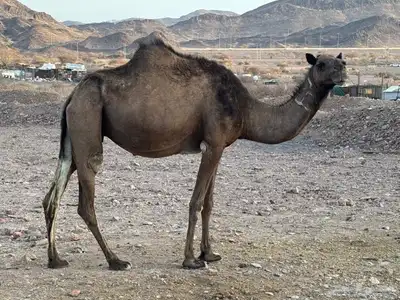 نياق طيبه. تم البيع. تم. البيع 3