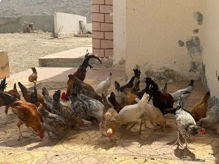 دجاج بلدي 6