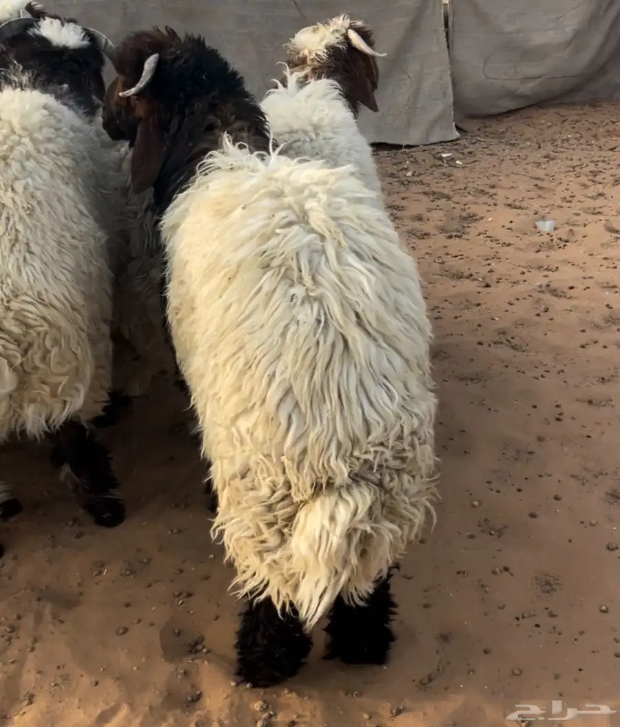 طليان جبره وطيبه ضهور وطراف الموقع السلميه 0