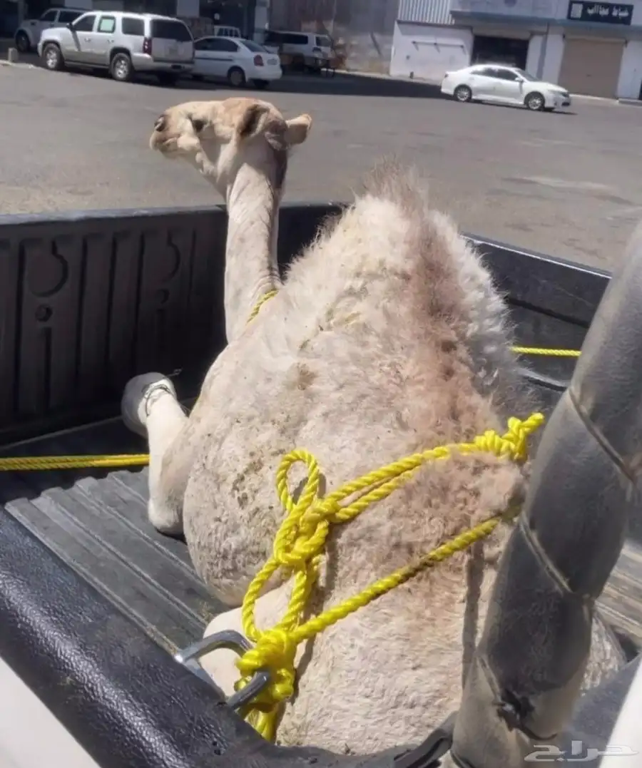 قعود للبيع 0