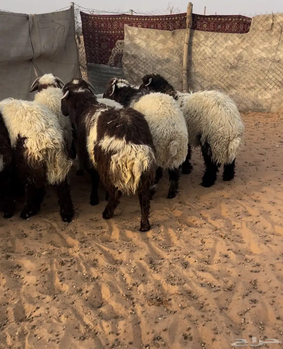 طليان جبره وطيبه ضهور وطراف الموقع السلميه 4