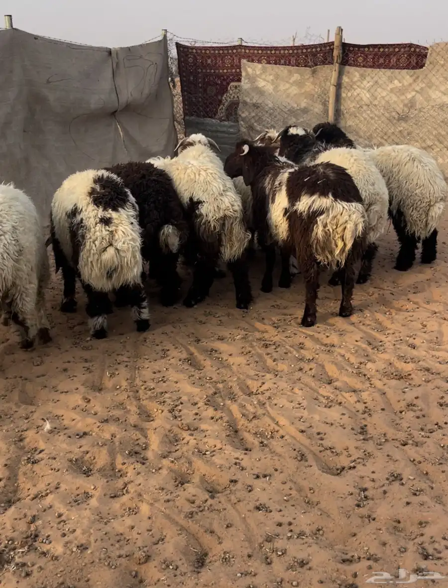 طليان جبره وطيبه ضهور وطراف الموقع السلميه 5