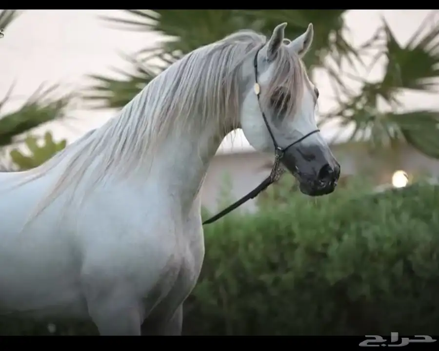حصان عربي 0