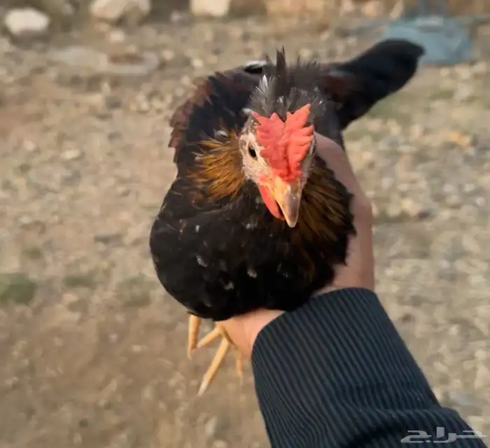 (ديك ديوك) دجاج عربي أفرق مقبع ترثة 1