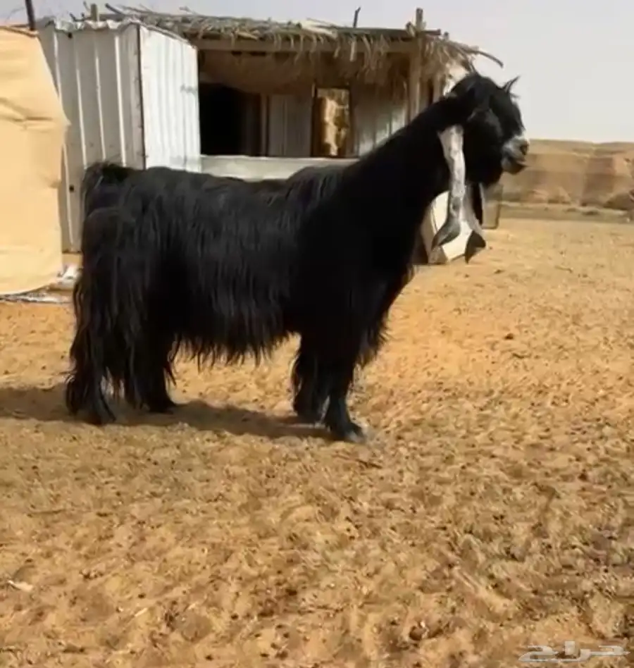 تيس عارضي فحل صنف 0