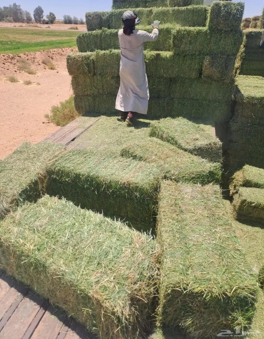 برسيم تبوك مخلوط زريع 2