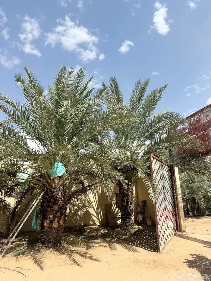 نخل للبيع 1