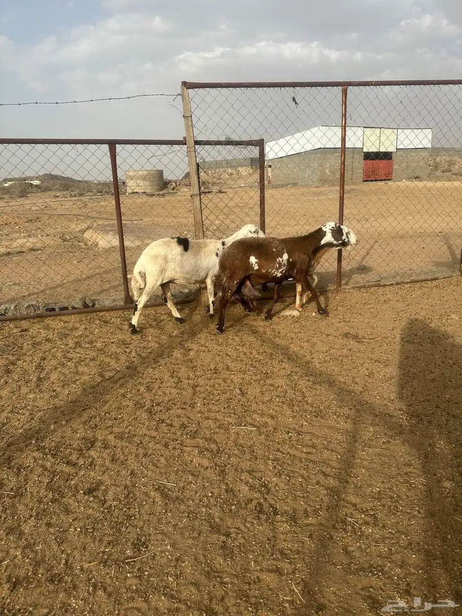 2 ضان سواكن 1