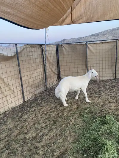 خروف فاخر 1