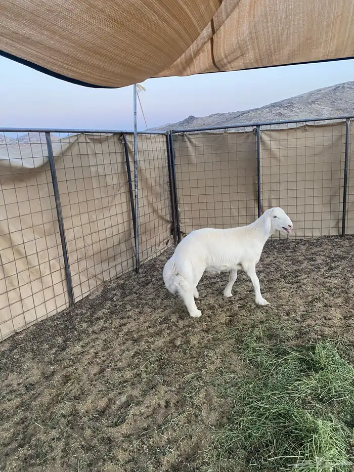 خروف فاخر 1