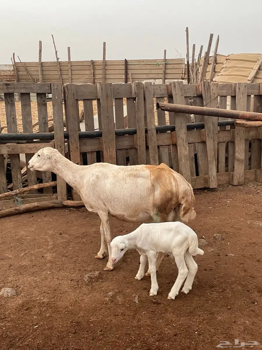 للبيع نعجه منتوج 3