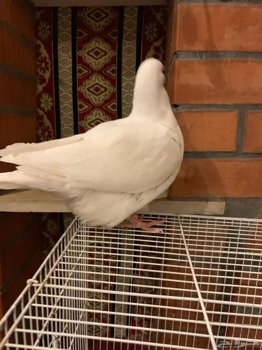 طبه فرش 17