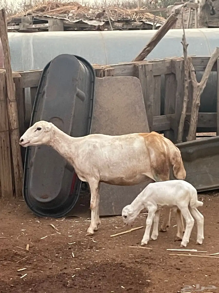 للبيع نعجه منتوج 1