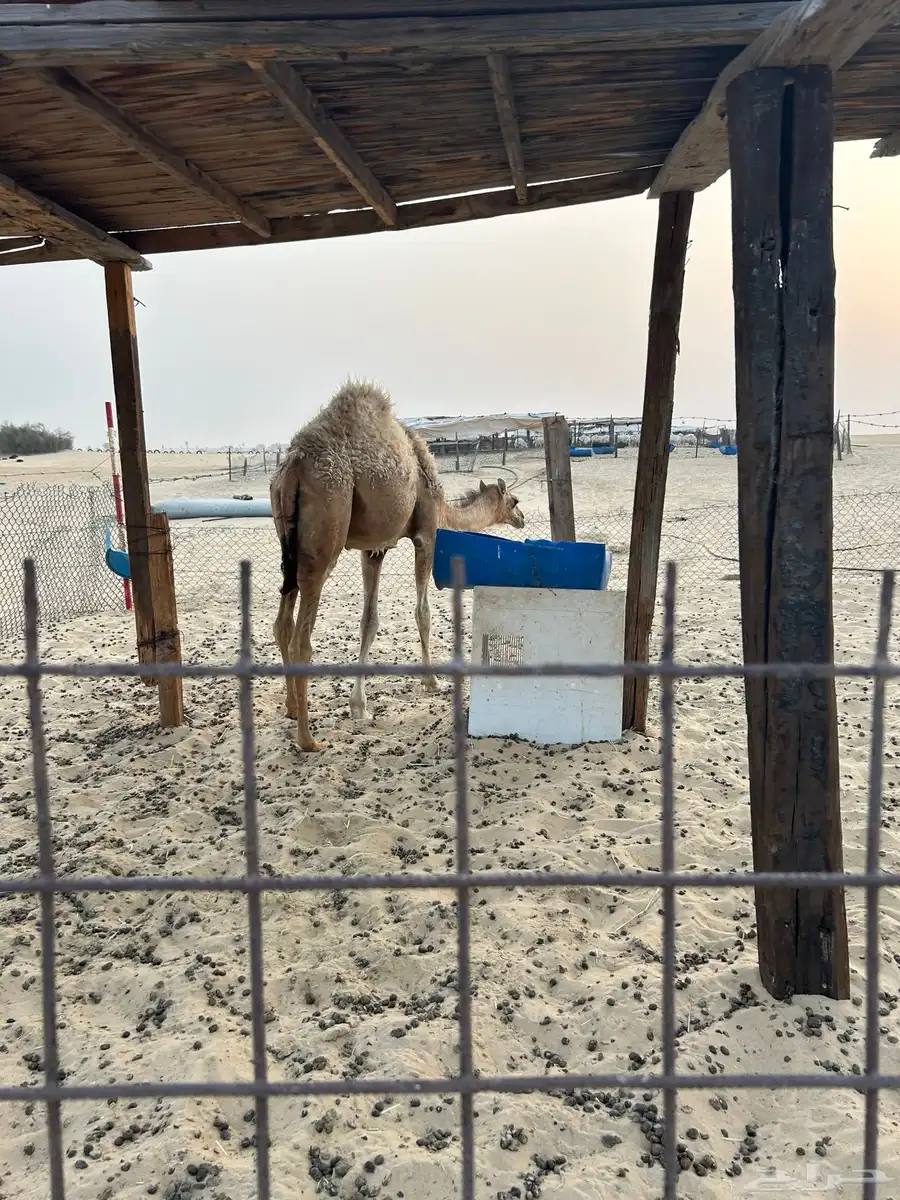 بكره للبيع 2