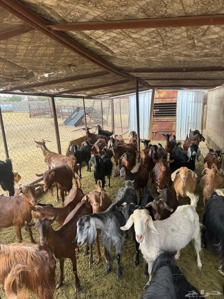 30 عنز تبعها 9 والباقيه دفيع شرط مشروطه من كل عذروب 2