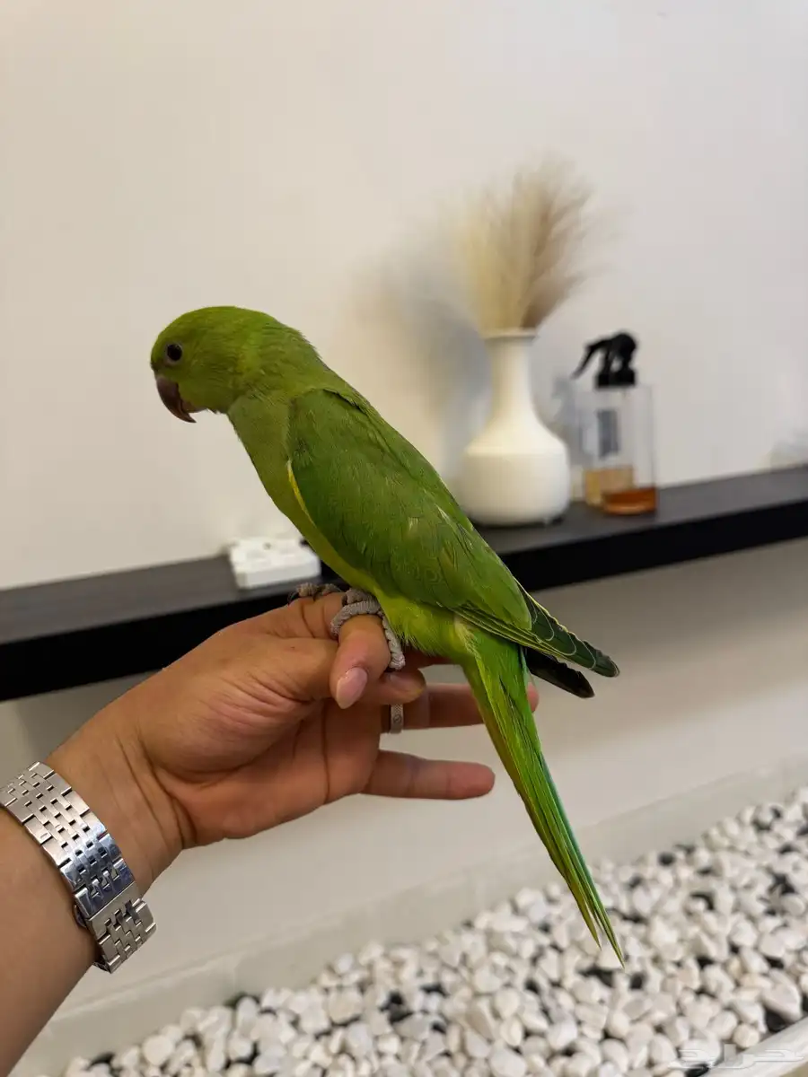طير دره هندي 2
