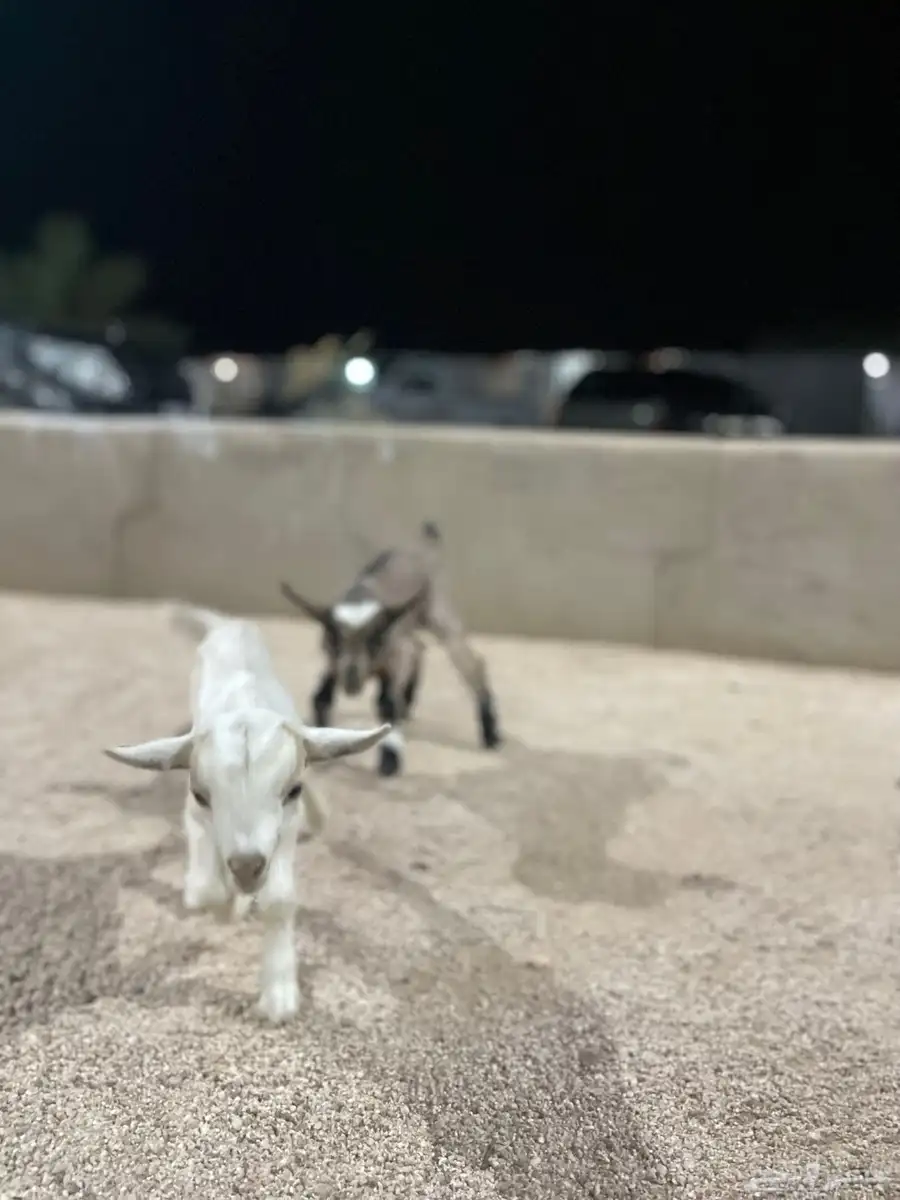 ماعز قزمي 2