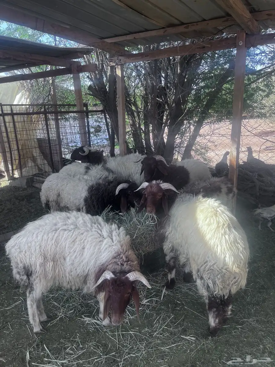 ذبايح نعيميات جذعان 0