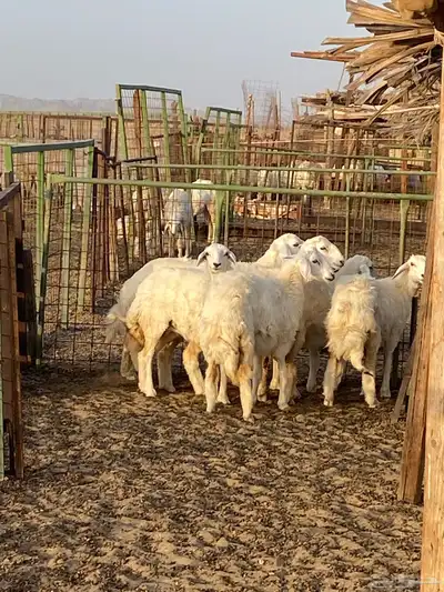 رخال 1