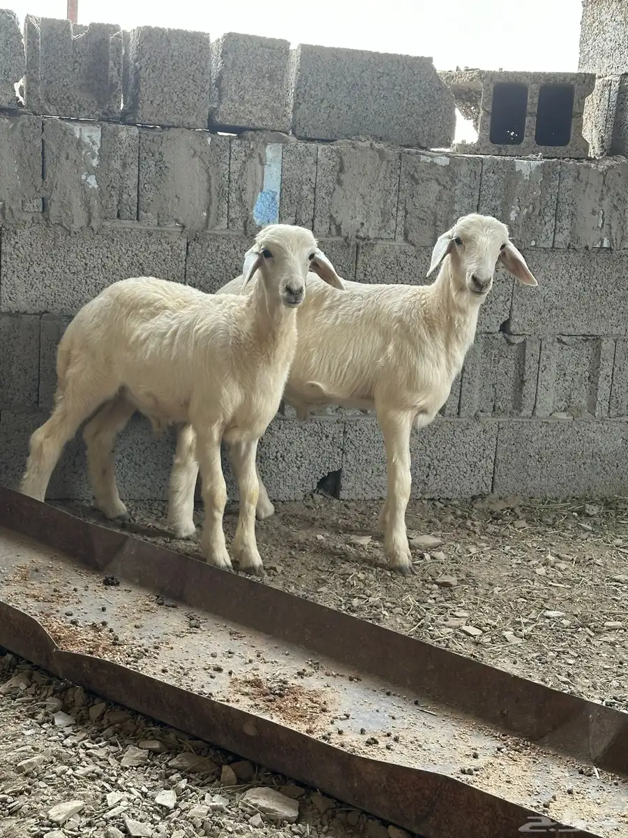 فرير 3
