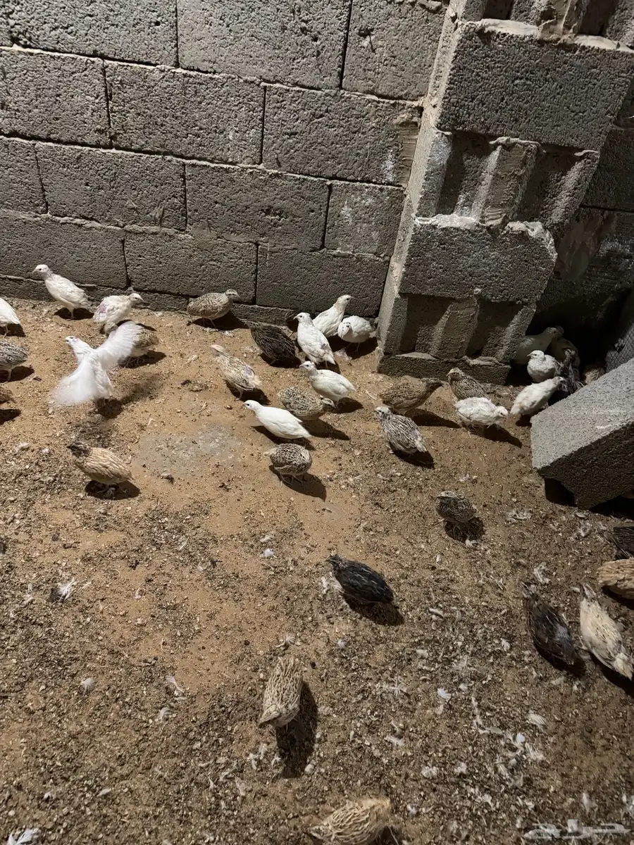 سمان فري 1