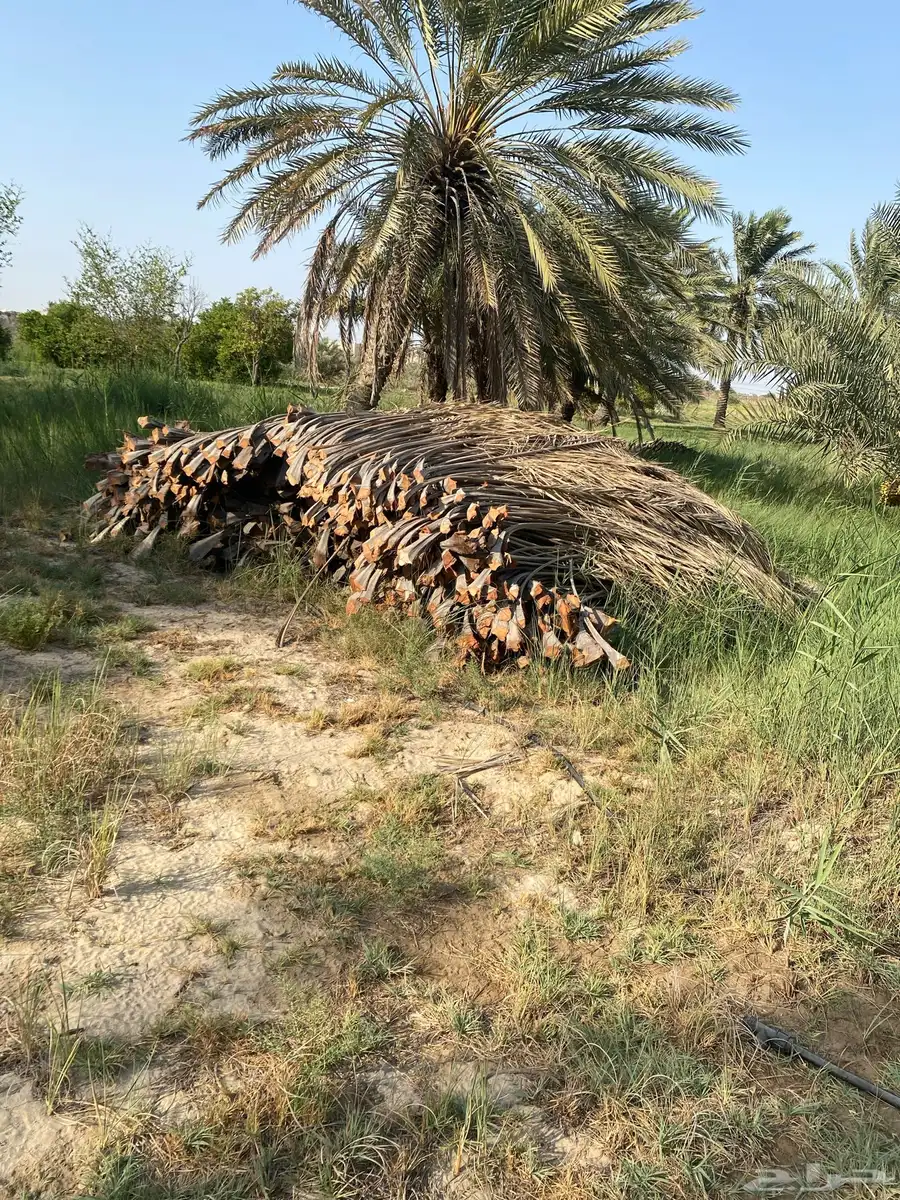 سعف نخل جريد البيع على السوم ام ساهك 1