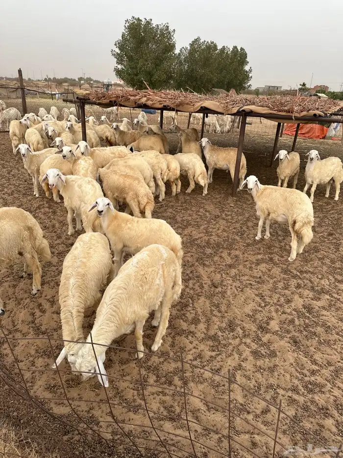 خرفان للبيع شرط 3
