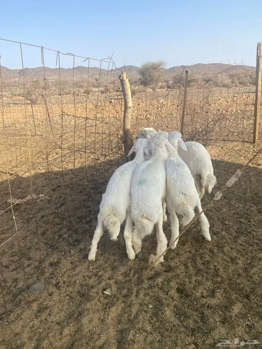 طليان فواخر البيع 2