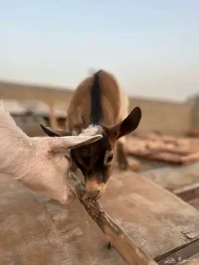 ماعز قزم 3