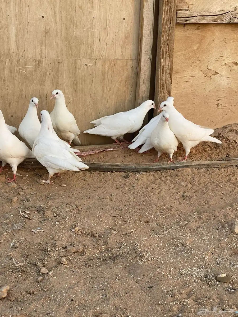 طبات حمام فرنسي ملكي بيور العدد 5 ازواج 2
