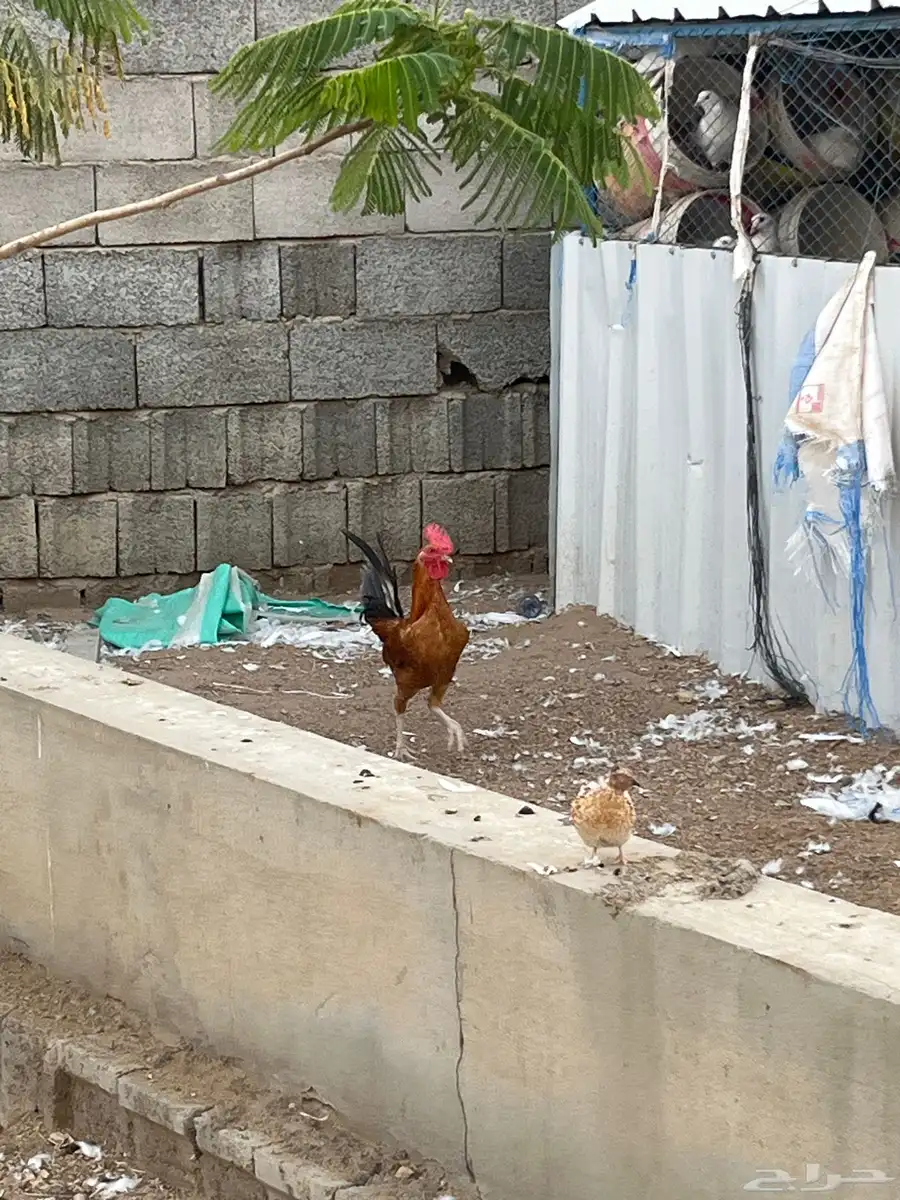 ديوك مهجنه الاب باكستاني والام بلديه 1