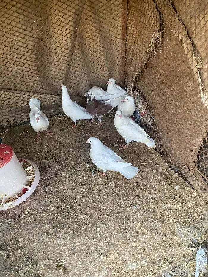 زغاليل فرنسي 2