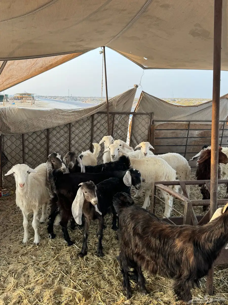 خرفان ورخال حري ونعيم وتيوس وجفار 2