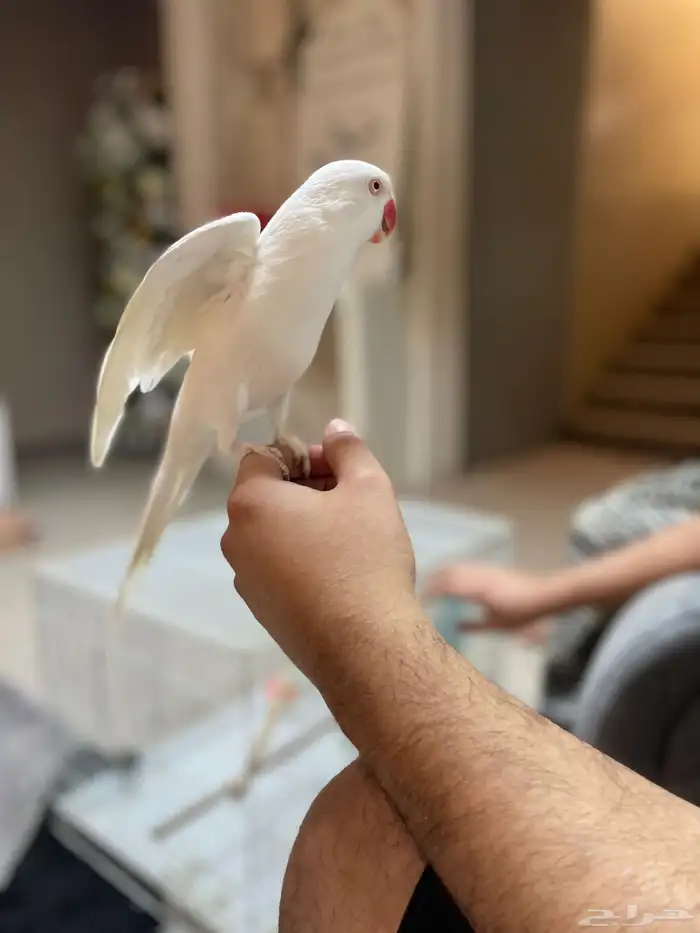 ذكر دره البينو 3
