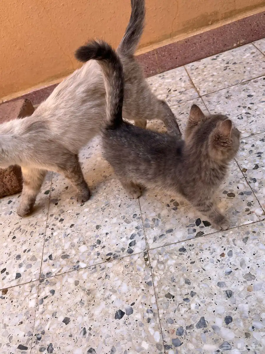 قطط سكوتش ثلاث مع امهن 4