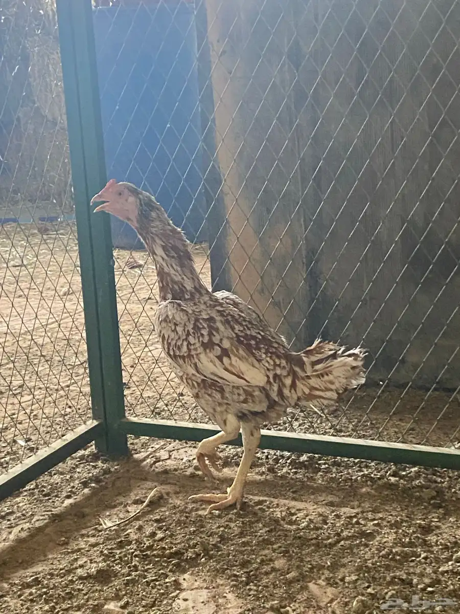 للبيع طقم دجاج باكستاني فواخر 2