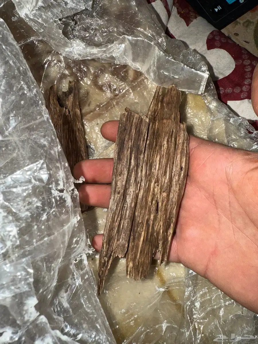 عود عندي 100 1