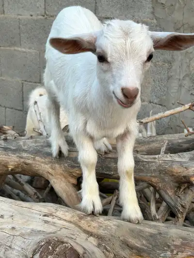 ماعز قزم 2