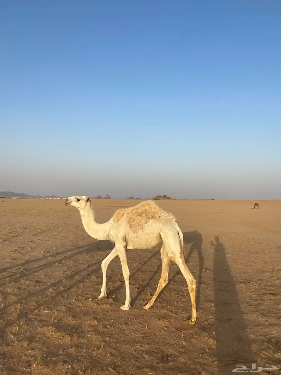بكره مفروده كفو 1
