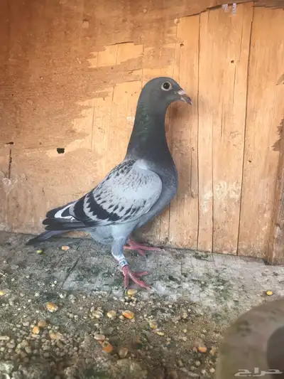 زواجل سباق طبات 1