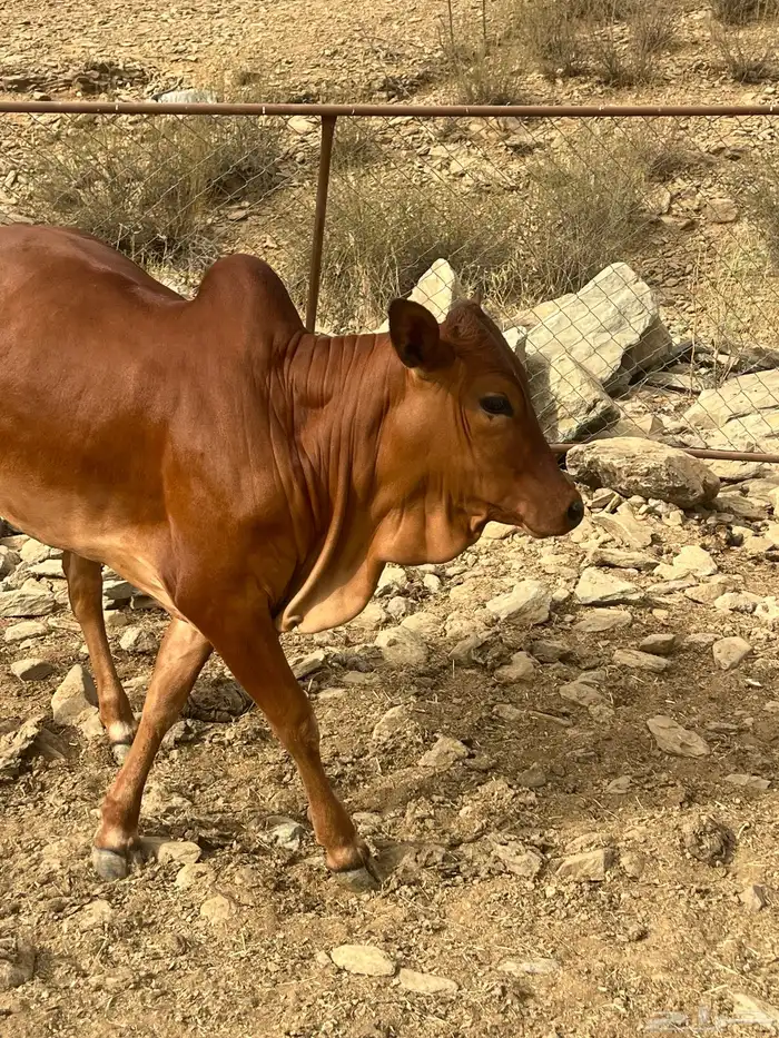 حبشه (حسيله) (تم البيع) 1