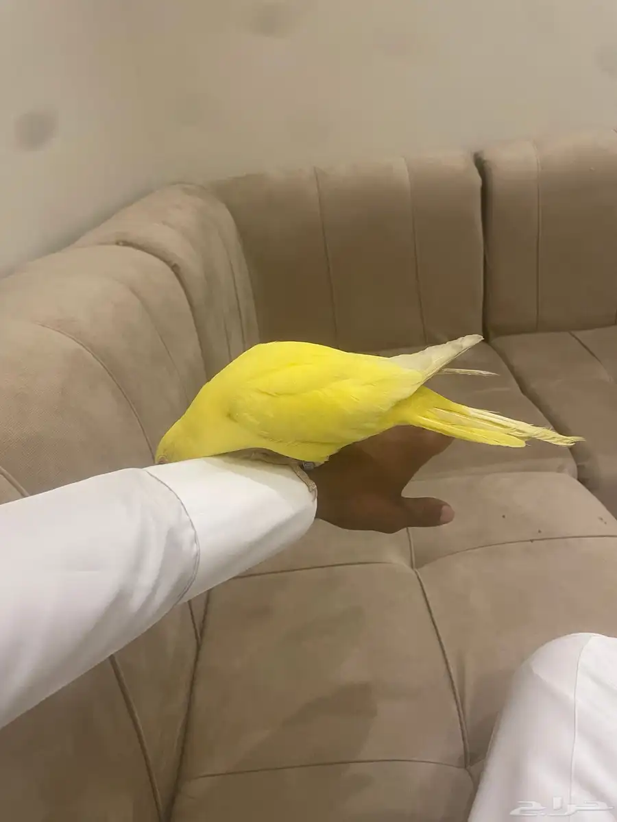 دره لاتينو اليف وهدد دخلي تحب العب 1
