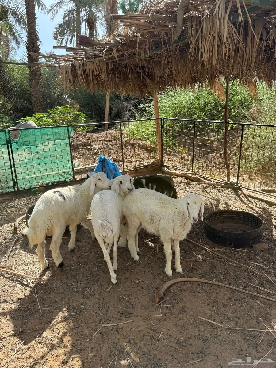 حريات 7
