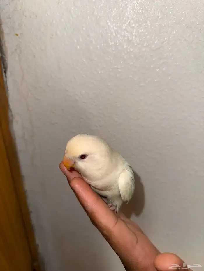 للبيع روز البينو عيون ححمر 2