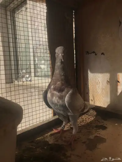 زواجل سباق طبات 3