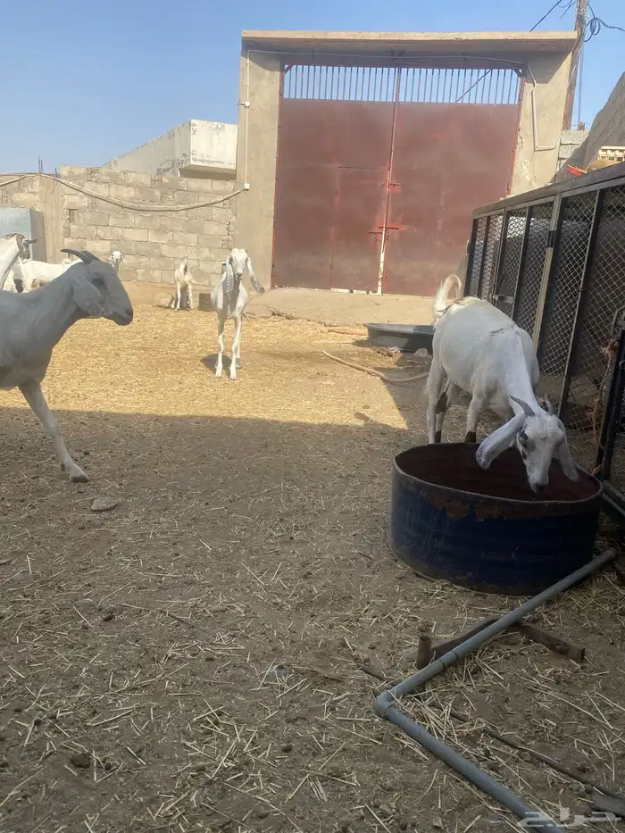 ماعز دفيع 3