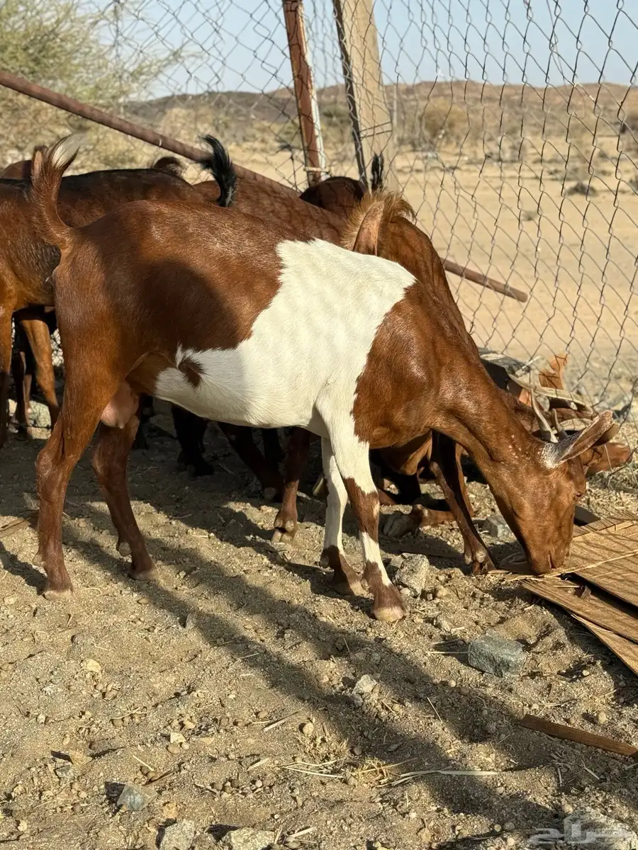 عنقان حص دفيع 7