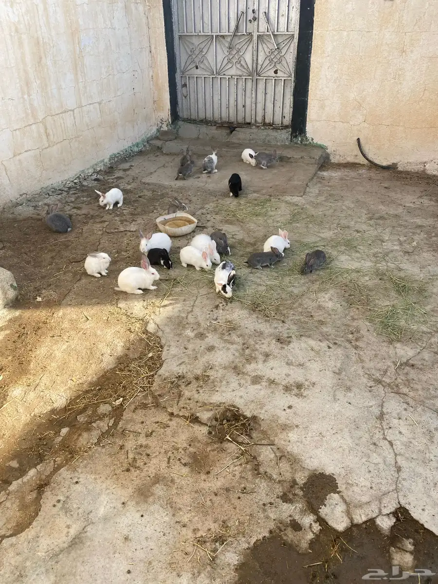 الأرنب 2