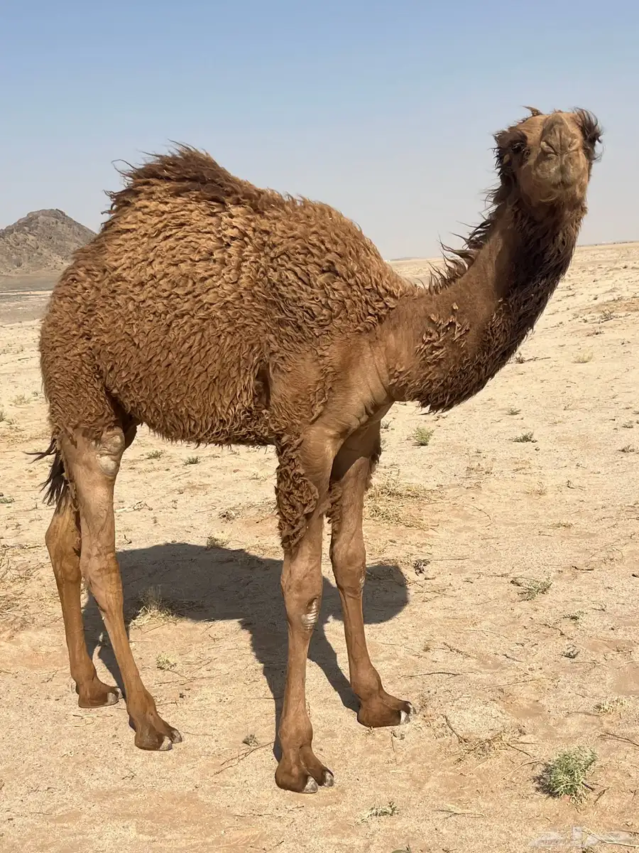 حاشي قصب طيب 3