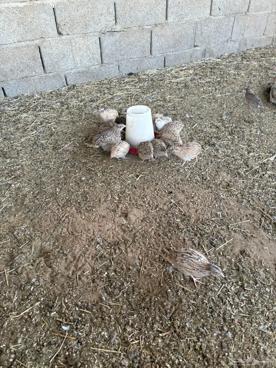 سمان او فري 1